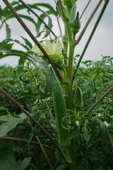 Big Size Lady Finger plant, Okra Abelmoschus esculentus, known in many English-speaking countries as ladies' fingers or ochro, is a flowering plant in the mallow family.
