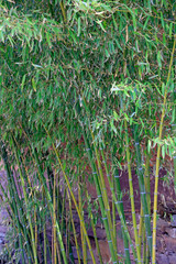Obraz premium Bamboo in the garden