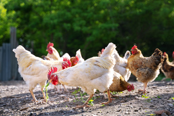 white and multicolored chickens in the yard in the countryside. Chickens walking in the yard