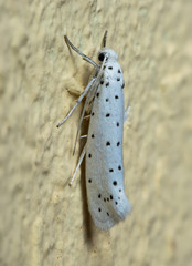 A moth is sitting on a wall (spindle ermine).
