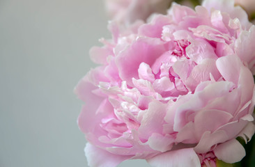 Peonflower, on a white background, bud with, pink petals