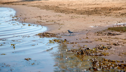 A small bird on the river, bank in summer