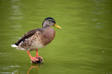 Bird 02