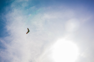 The hang glider