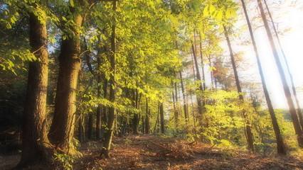 Obraz premium Herbststimmung im Wald
