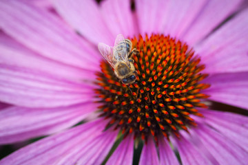 Macro photo of a bee on a purple coneflower, pollenizing plants.