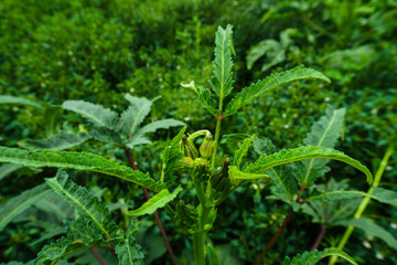 Big Size Lady Finger plant, Okra Abelmoschus esculentus, known in many English-speaking countries as ladies' fingers or ochro, is a flowering plant in the mallow family.