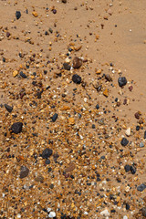 sea shells on the beach in haikou, hainan, chinа
