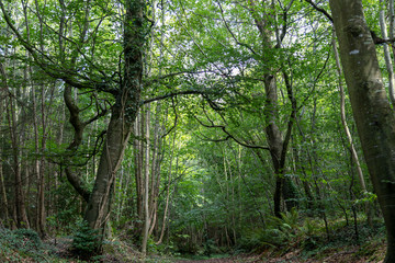 Fototapeta na wymiar Trees in forest 