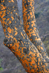 Macular trunk in the wild