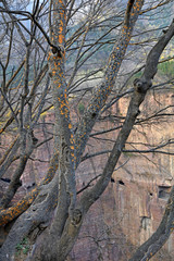 Macular trunk in the wild