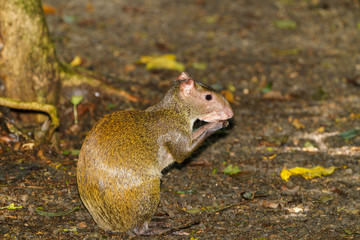 Central American Agouti (Dasyprocta punctata) in Costa Rica