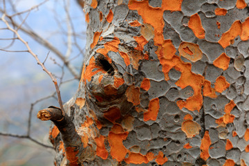 Macular bark in the wild
