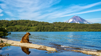 Russia, Kamchatka. Kronotsky Reserve. The bear sits on the shore of the Kurile lake and looks...