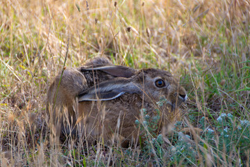 Wild rabbit in the grass