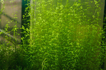 Details of Aquarium Algae or Green Seaweed