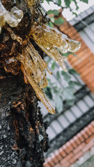 Golden resin on the cherry tree branch