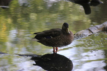 duck in the water