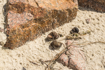 The sea shells on a sand.