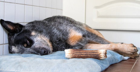 Sleeping dog with bone on dog bed