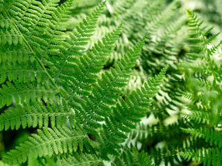 beautyful ferns leaves green foliage natural floral fern background..