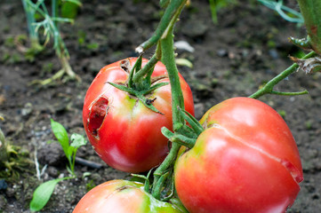 delicious and natural red tomatoes