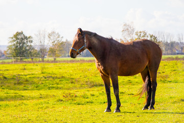 Horse on a field with gras