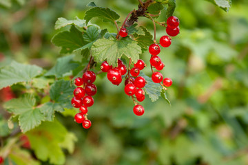 Fototapeta premium Bouquet of red currant berries (Ribes rubrum) on a branch with leaves close-up.