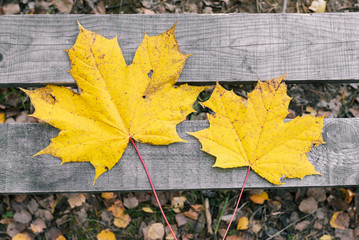 Autumn leaves lie on a wooden bench. Dry yellow maple leaves. Nature, change of season. Flat lay, top view