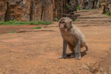 monkeys, macaques in Dongshan Safari Park, Hainan, China