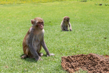 Fototapeta premium monkeys, macaques in Dongshan Safari Park, Hainan, China