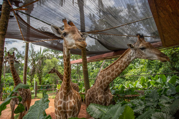 Giraffes at Dongshan Safari Park, Hainan, China