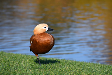 The duckling stands on one leg on the green grass - obrazy, fototapety, plakaty