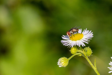 bee on a flower