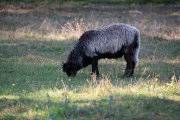 Lonely black and gray ram is grazing in the meadow