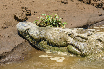 American Crocodile (Crocodylus acutus), taken in Costa Rica.