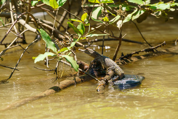 American Crocodile (Crocodylus acutus) baby, taken in Costa Rica.