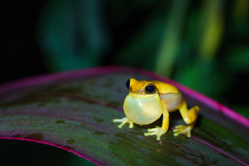 Small-headed tree frog (Hyla microcephala) in Costa Rica