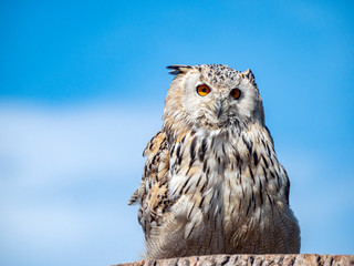 Portrait eines Sibirischen Uhu´s
