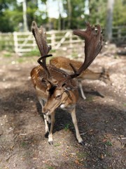 Domestik deer in the animal park Germany