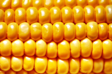 Corn texture. Yellow corns as background. Selective focus. Horizontal.