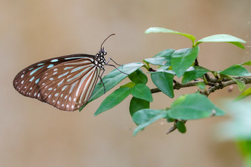 Brown butterfly on green leaves