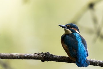 Ein Eisvogel (Alcedo atthis) sitzt auf einem Ast im Naturschutzgebiet Bogenseekette und Lietzengrabenniederung