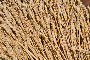 Close up of beautiful wheat spike