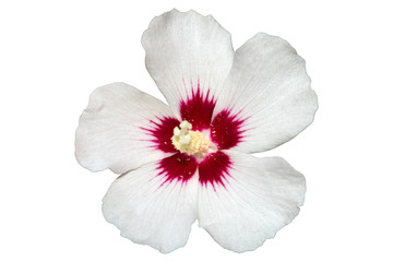 Hibiscus white rose of Sharon 'Red Heart' flower.