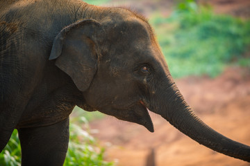 Baby elephant, Elephas maximus,