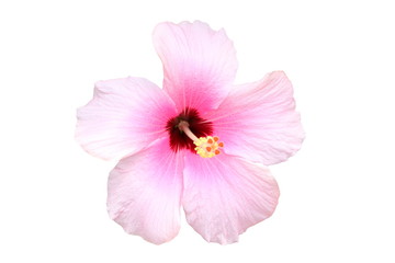 Naklejka na ściany i meble Hawaiian hibiscus flower isolated