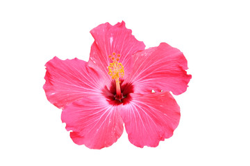 Hawaiian hibiscus flower isolated - obrazy, fototapety, plakaty