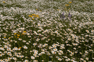 White flowers and green grass
