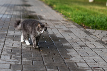 A gray cat is walking along the sidewalk.
